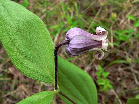 {Clematis fremontii}